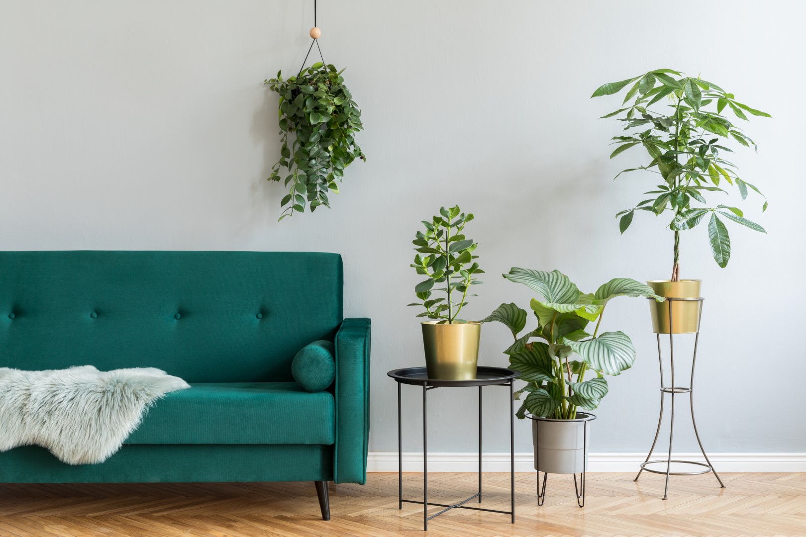 living room with green sofa and house plants Large